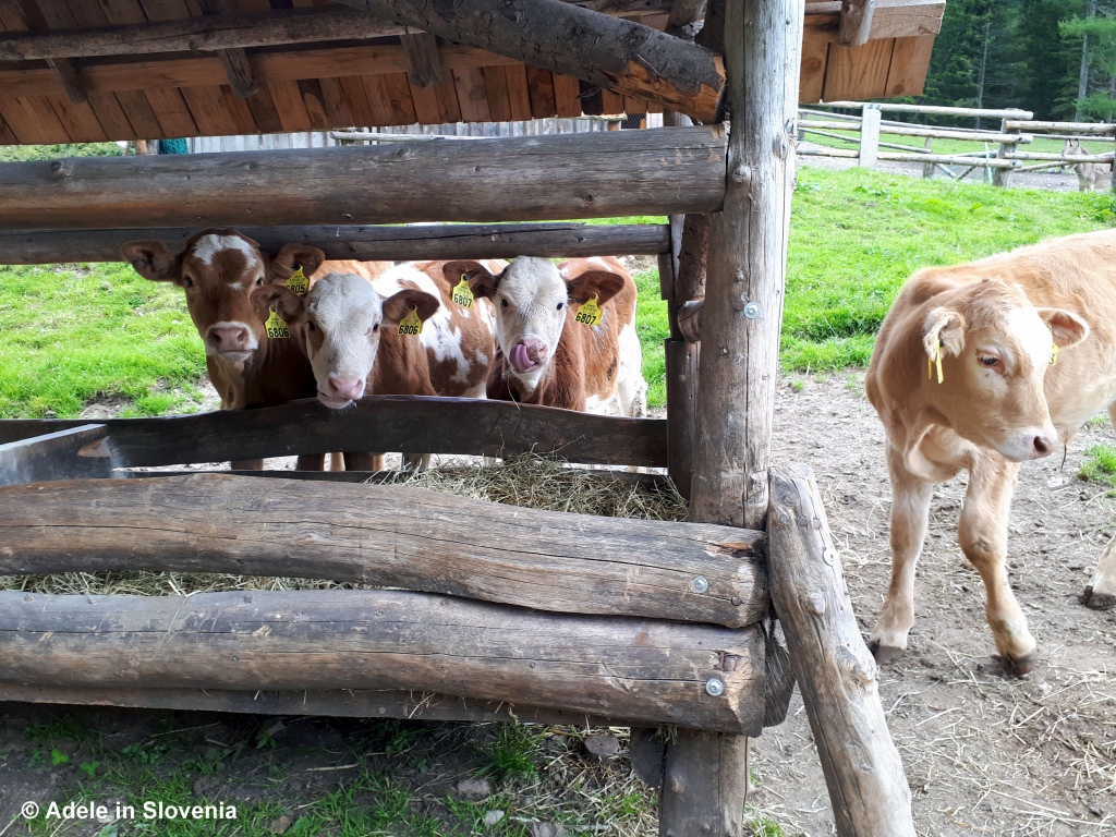 Adele in Slovenia cows