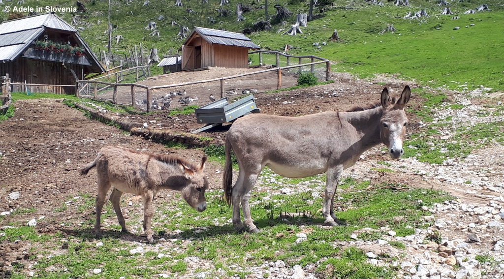 Adele in Slovenia donkeys