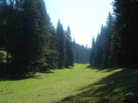 A clearing between Javornik in Stegovnik