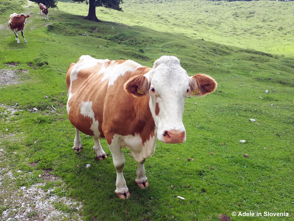 Adele in Slovenia Cow
