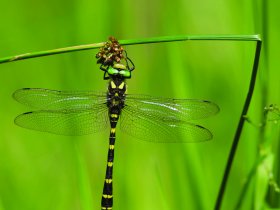 The Balkan goldenring, the largest species of dragonfly in Slovenia, also lives along Blata Creek.