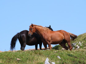 Konji na planini